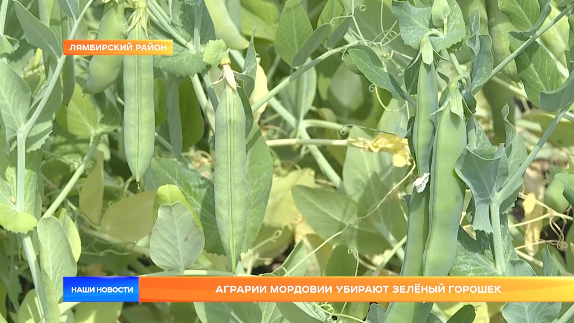 Аграрии Мордовии убирают зелёный горошек