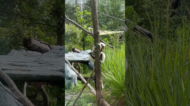 Lemur Infant on Exhibit! #shorts