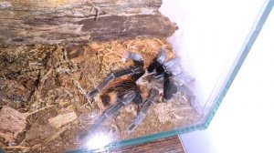 НЕСЛОЖНЫЙ АГРЕССОР ДЛЯ НОВИЧКОВ. БРАХИПЕЛЬМА ВАГАНС. Brachypelma vagans