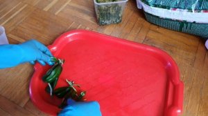 первый опыт посадки орхидеи из фласки.  #орхидея #фласка #фласки #орхидеи #орхидеяфласка