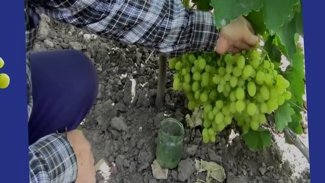 @Виноград Продюсер, новый столовый белый винограда смотреть онлайн