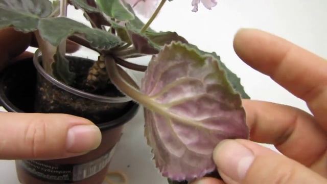 Почему у фиалок листья СТЕКЛЯННЫЕ? ОШИБКИ ПРИ ВЫРАЩИВАНИИ ФИАЛОК. Юлия Датта смотреть онлайн