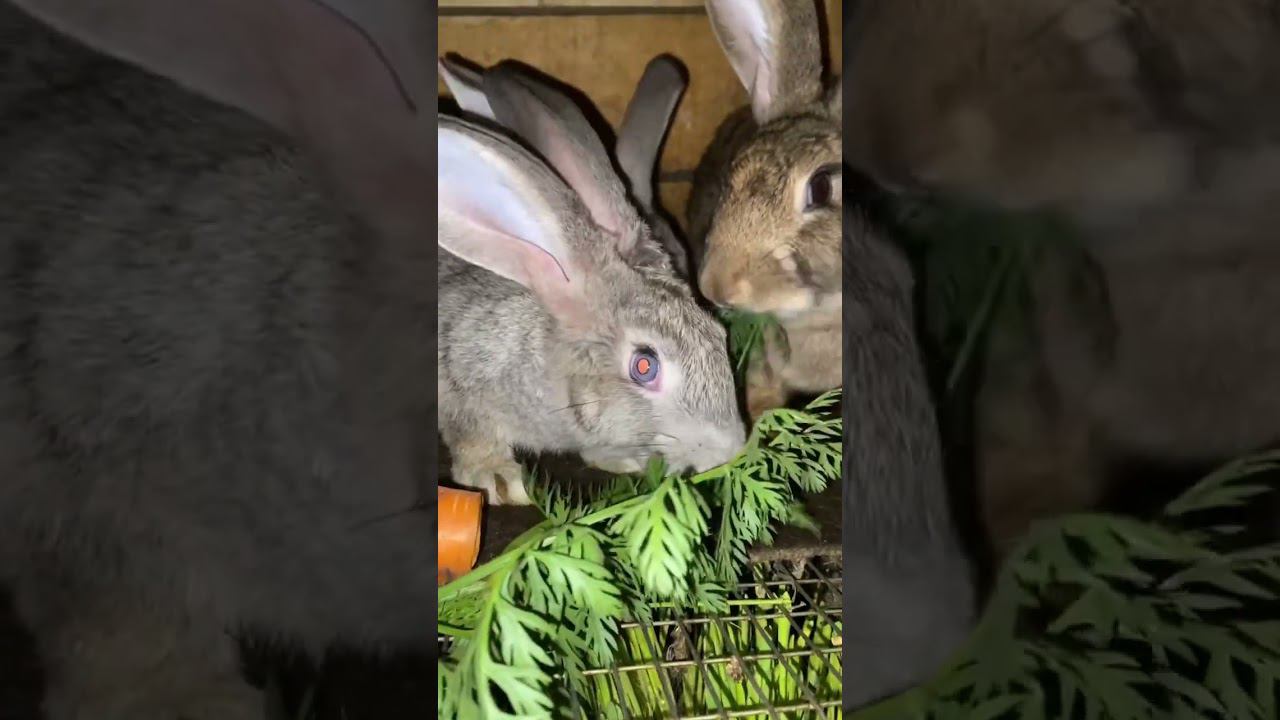 ACMR по-деревенски смотреть онлайн