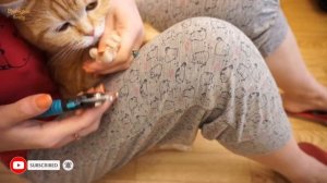 Когтерез - стоит ли покупать?