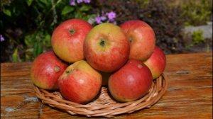 12 лучших осенних сортов яблони в условиях Башкирии (муз. В.Черенцова, С.Трофимов - Родина)