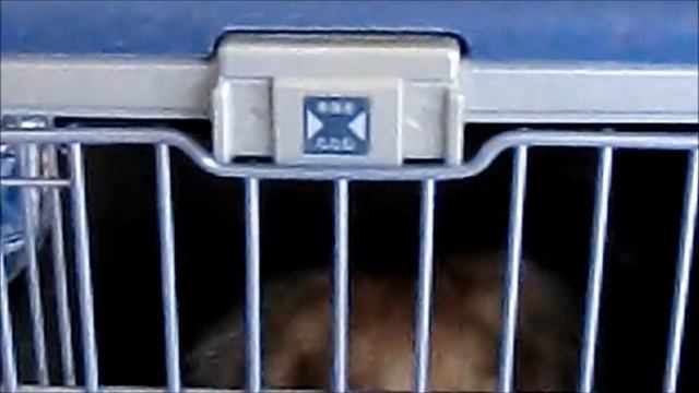 casio EX-S200 test.wmv смотреть онлайн