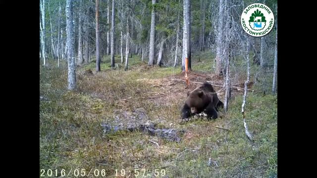 Медведь после спячки Заповедник Костомукшский Весна 2016 смотреть онлайн