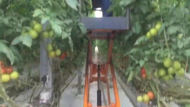 Тележка для сбора томатов, огурцов, перцев, баклажан в теплице на гидропонике