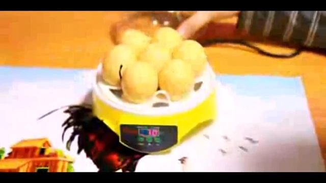 Автоматический инкубатор на 7 яиц смотреть онлайн