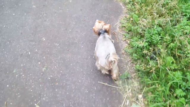 Ириска: начало | Собачье утро смотреть онлайн