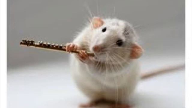 Zi-Zi's Journey (Lindsey Stirling Cover on Flute) смотреть онлайн