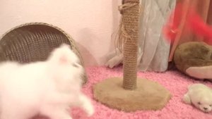 Белый персидский котенок, продажа/ White persian kitten for sale