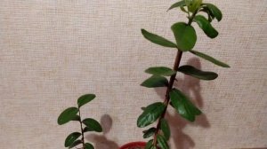 ВЫРАЩИВАНИЕ ФЕЙХОА ИЗ СЕМЯН В ДОМАШНИХ УСЛОВИЯХ.