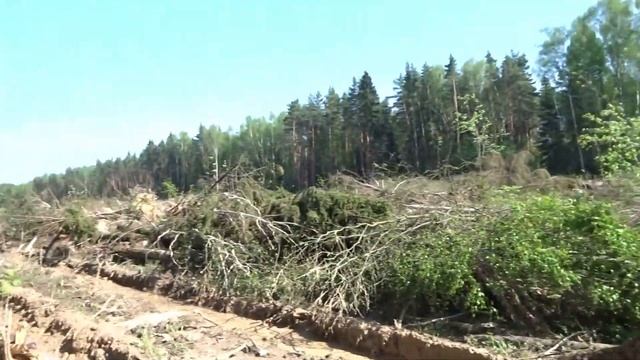 Заболачивание Ульяновский лесопарк 2021