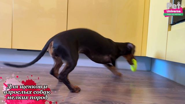 PU9023 Игрушка для собак Pet Universe набор из 2-х колечек с пупырышками диаметр 8 см смотреть онлайн