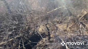 Охота в камышах на лису с гончими