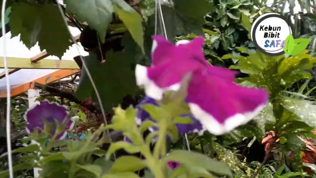 TANAMAN HIAS BUNGA PETUNIA OKE BANGET LEBIH MURAH LEBIH MERIAH | BEAUTYFUL PETUNIA FLOWER смотреть онлайн