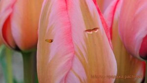 Тюльпан гибридный Дизайн Импрешн (tyulpan) ? обзор: как сажать, луковицы тюльпаны Дизайн Импрешн