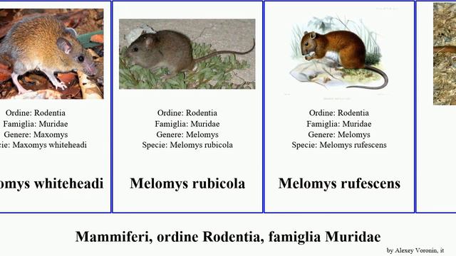 Mammiferi, ordine Rodentia, famiglia Muridae pseudomys apodemus acomys notomys rattus gerbillus смотреть онлайн