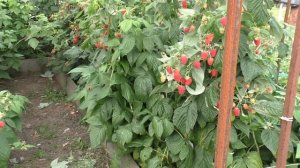 УТОНУЛИ В УРОЖАЕ МАЛИНЫ!!! ЧЕСТНЫЙ ОБЗОР РЕМОНТАНТНЫХ СОРТОВ И ЧТО ОТ НИХ МОЖНО ОЖИДАТЬ