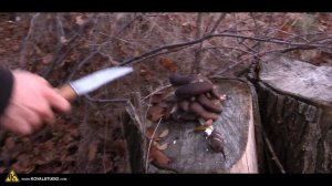 Сбор грибов вешенки 2021, срезал 6,8 кг  Часть 3