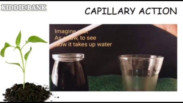 Capillary Action | How plants take water | How plants prepare food | Kids Educational Videos | EVS смотреть онлайн