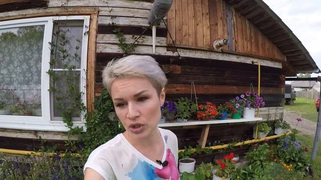 КОБЕЯ ЛАЗАЮЩАЯ. ОБЗОР ВЗРОСЛОГО РАСТЕНИЯ
