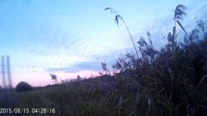 Открытие охоты на водоплавающую дичь с курцхааром. Курцхаар Грета. Охота с легавой на утку, видео.