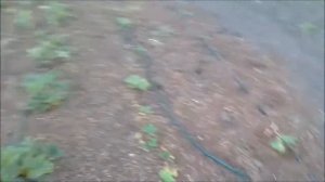 6 июня / что у нас нового/ Тася - птичка)))/ мульчирование гречневой шелухой