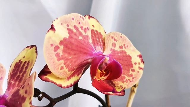 Орхидеи с названиями. Домашнее цветение орхидей. часть 4. смотреть онлайн