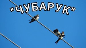 "ЧУБАРУК"-ЛЕЗГИНСКАЯ ПЕСНЯ. Лезги мани Чубарук#подпишись #лезгинка #дагестан #кусары #кавказ