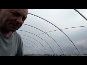 Клубника Азия в балагане