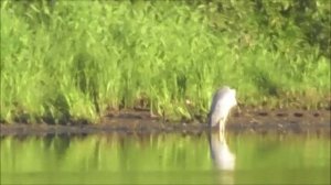 считаем цапель на колмовской набережной, 12 августа 2022 года