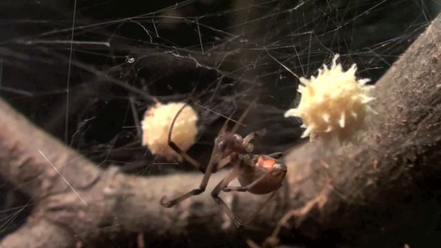 Brown Widow (Latrodectus geometricus) Tending To Egg Sac смотреть онлайн