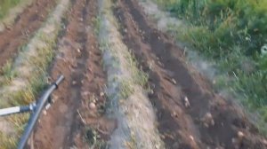 пробуем веерную картофелекопалку зубр на мотоблоке рысь