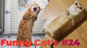 Смешные коты #24.mp4