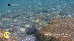 игра - Vitalito Trout Master 42sp