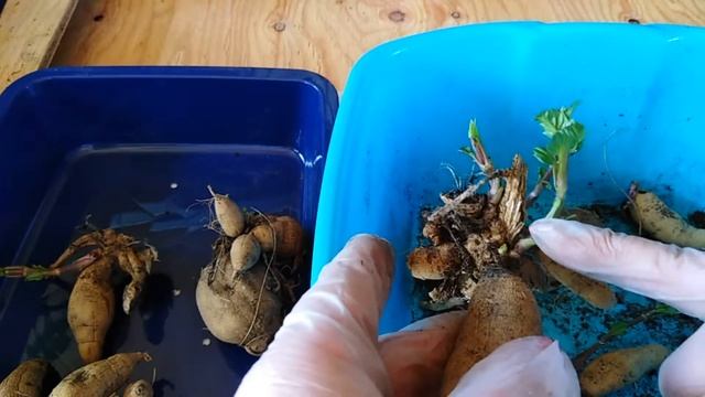ГЕОРГИНЫ  Посадка на выгонку в пакеты