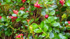 Южный Урал  ! Ягода Брусника  ! Компот из брусники !