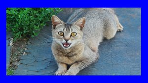 ГОРЛОВОЕ ПЕНИЕ КОТОВ ВО ВРЕМЯ БРАЧНЫХ РИТУАЛОВ