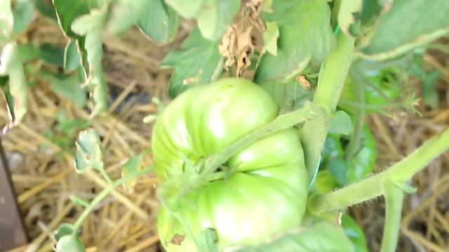 От этого раствора огурцы и томаты растут без болезней и вредителей. Сода для огурцов и томатов смотреть онлайн