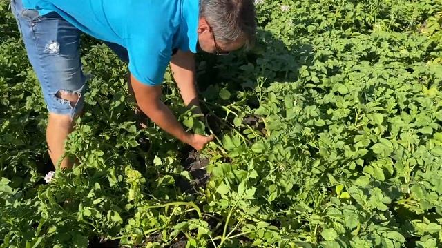 Картофель - фунгициды/гербициды во время выращивания смотреть онлайн