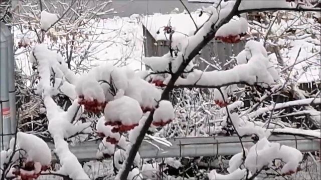 21.11. 2021. Зимние деревья. смотреть онлайн