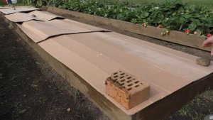 Подготовка грядки для чеснока Обзор сортов чеснока