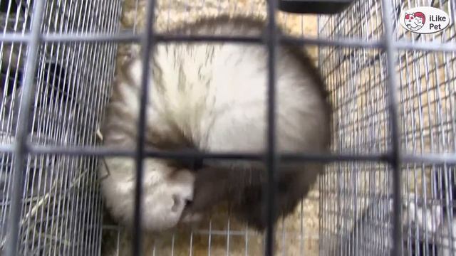 ХОРЬ ТВЕРСКОЙ ПАСТЕЛЕВЫЙ Агропромышленная выставка Золотая осень 2016 iLikePet смотреть онлайн