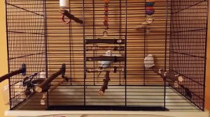 Обустройство клетки для волнистого попугая