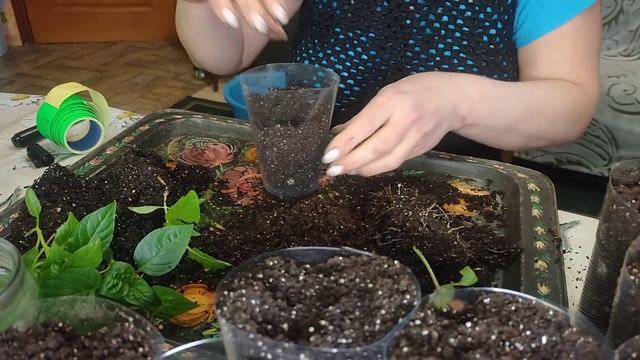 Пикирую баклажаны и перец.Обзорчик подоконника 2021. смотреть онлайн