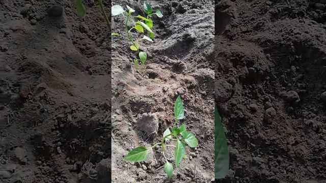 Посадка рассады томатов, перца в теплицу. смотреть онлайн