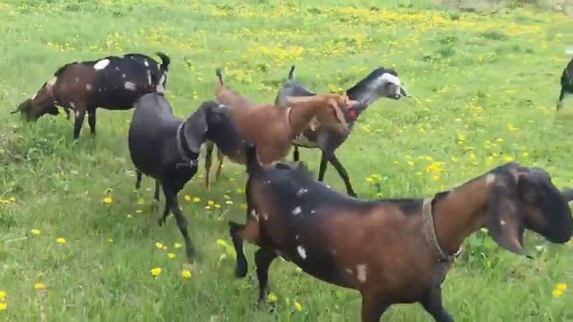 Наши козы от 100% нубийских козлов ADGA. +79157787787 смотреть онлайн