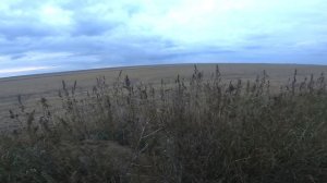 Северная утка прет дуром-садится прям в чучела! Нашел уток в поле и пошло! Охота на утку 2021 Охота